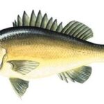 Boondooma Dam Yellowbelly Family Fishing Competition