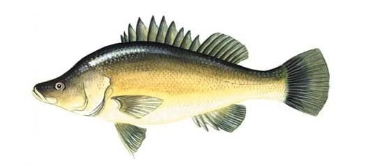 Boondooma Dam Yellowbelly Family Fishing Competition